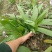 三叉白芨种苗15~20cm