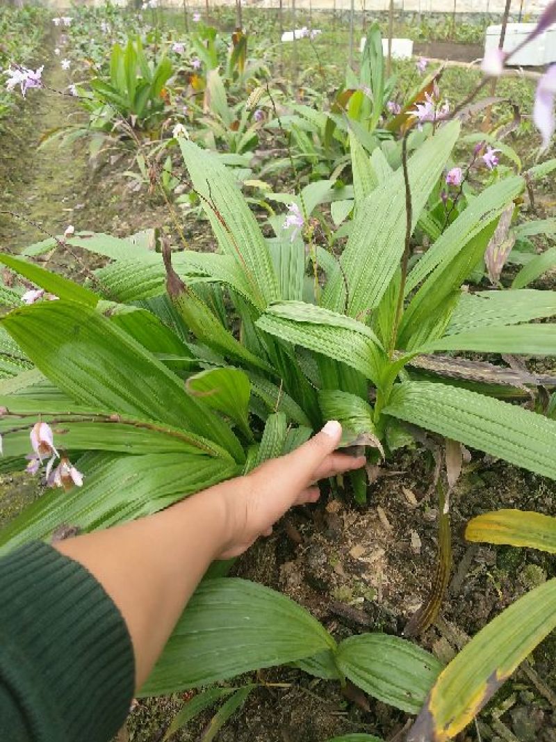 三叉白芨种苗15~20cm