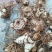 三叉白芨种苗15~20cm