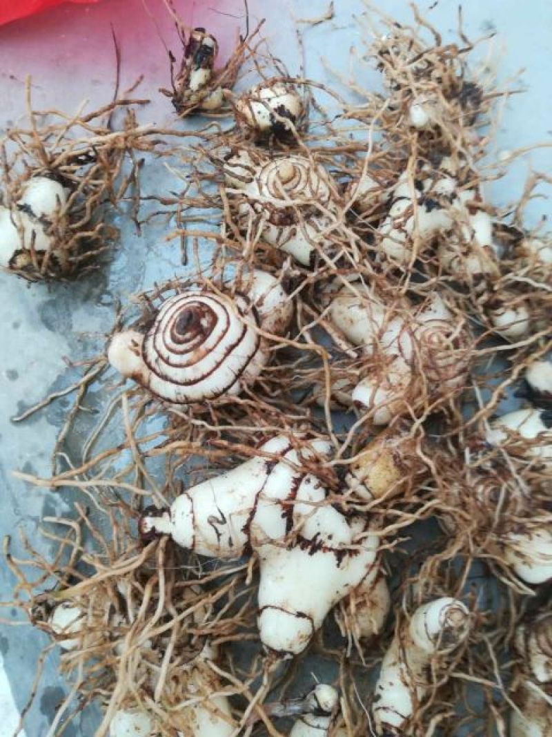 三叉白芨种苗15~20cm