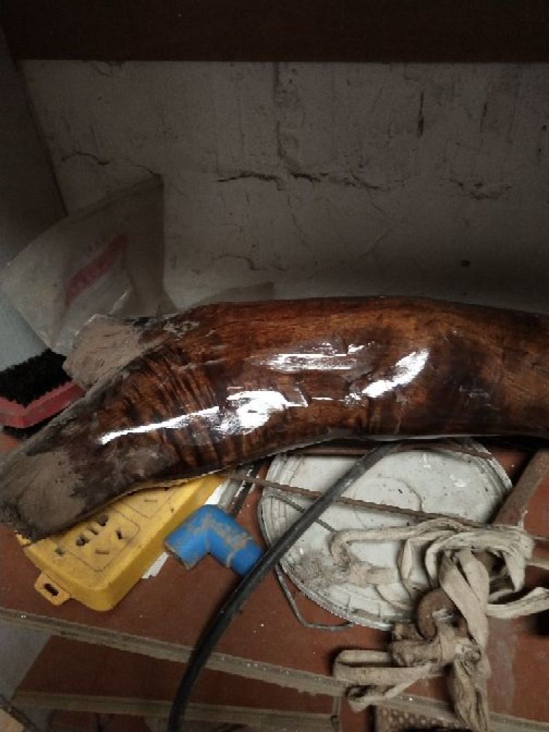 小叶桢楠1.5~2m