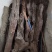 小叶桢楠1.5~2m
