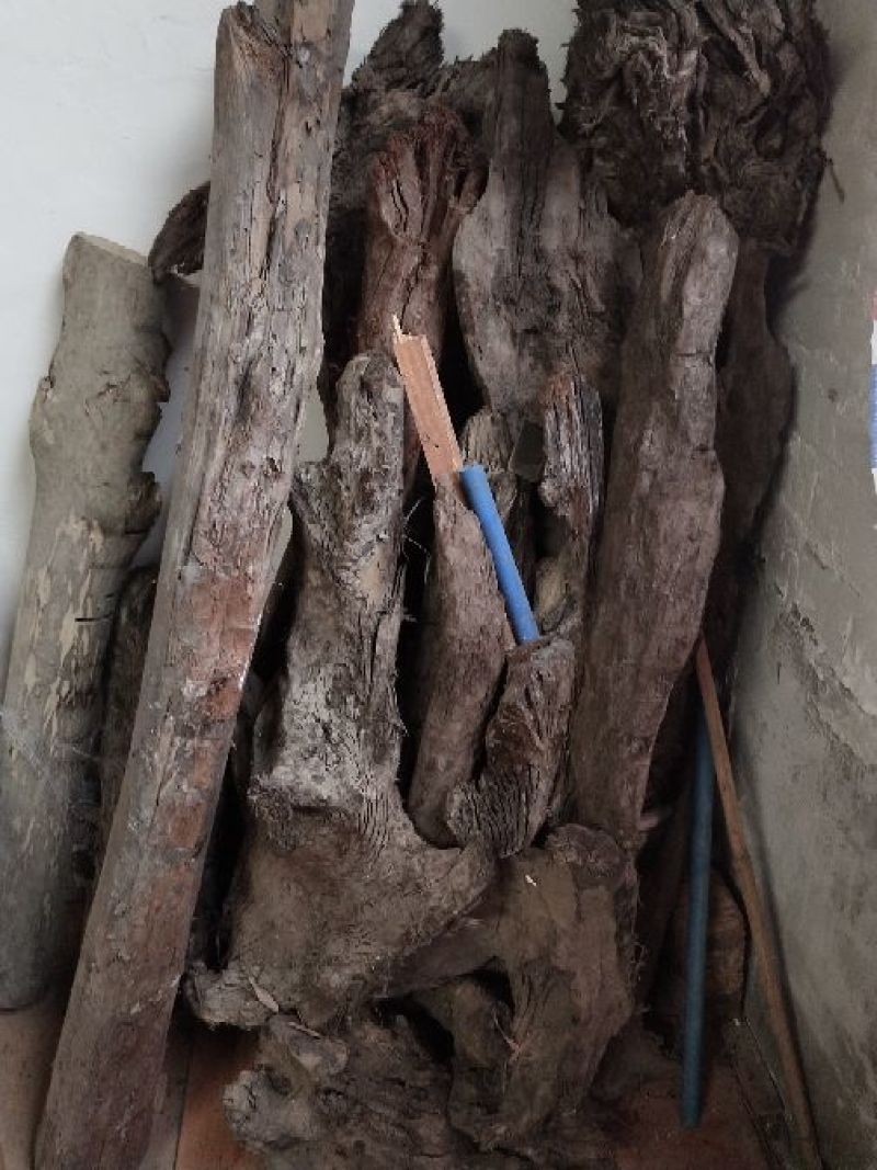 小叶桢楠1.5~2m