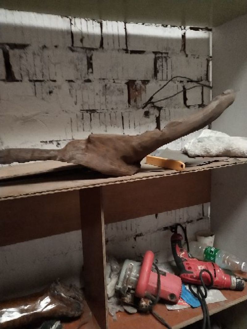 小叶桢楠1.5~2m