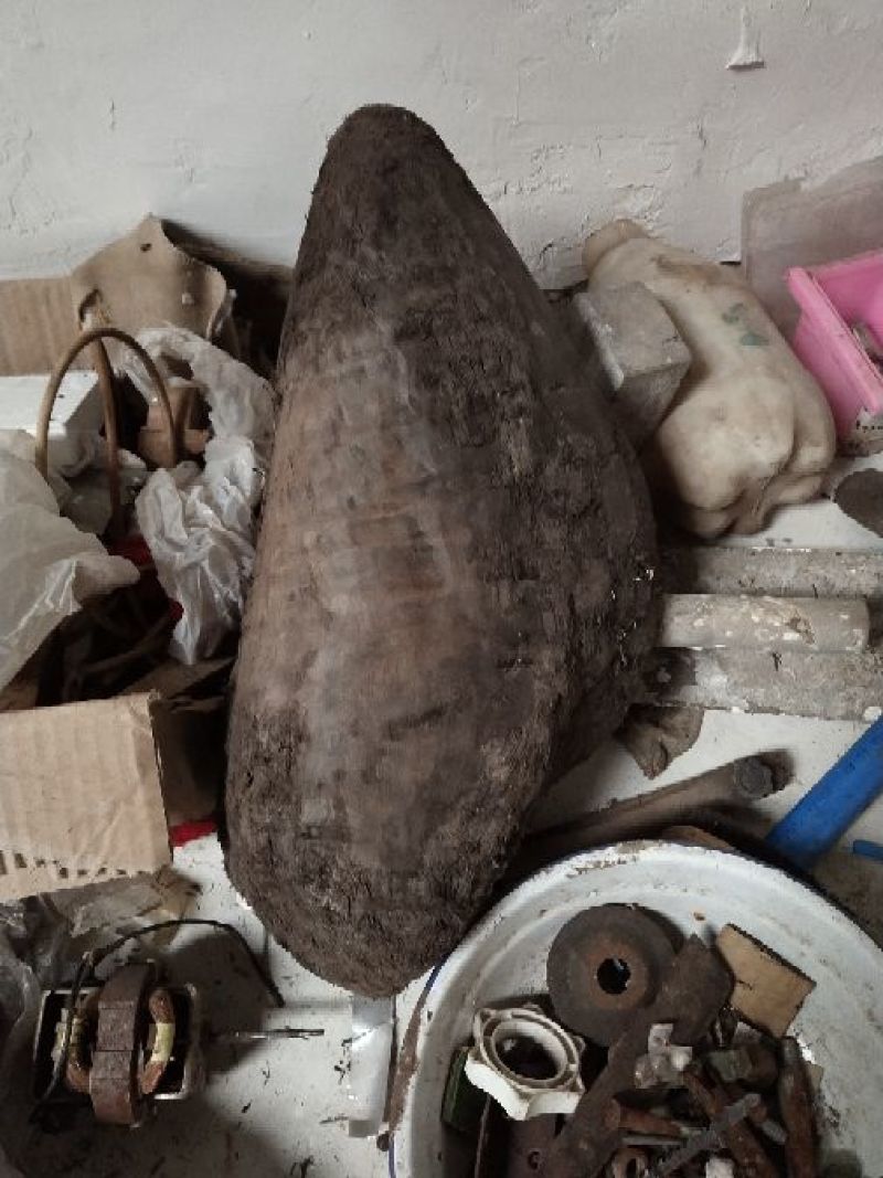 小叶桢楠1.5~2m
