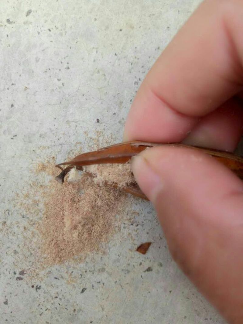 三叉白芨干货通货