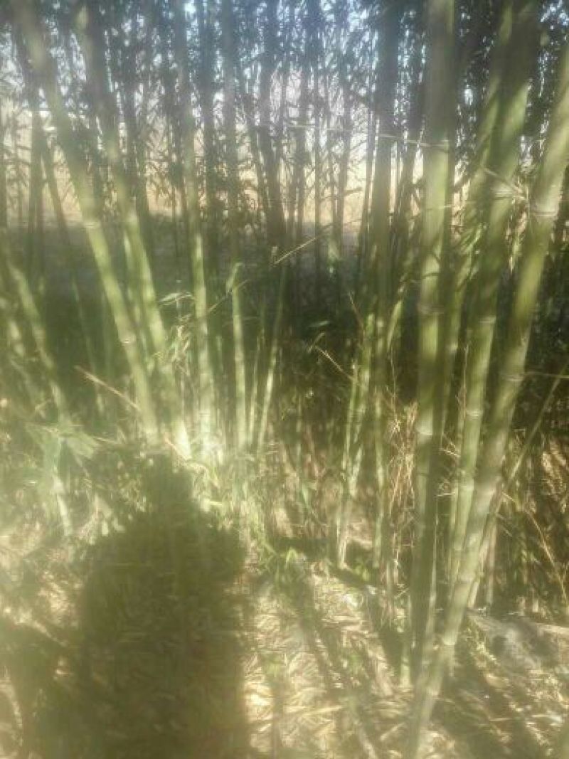 早园竹3~4m
