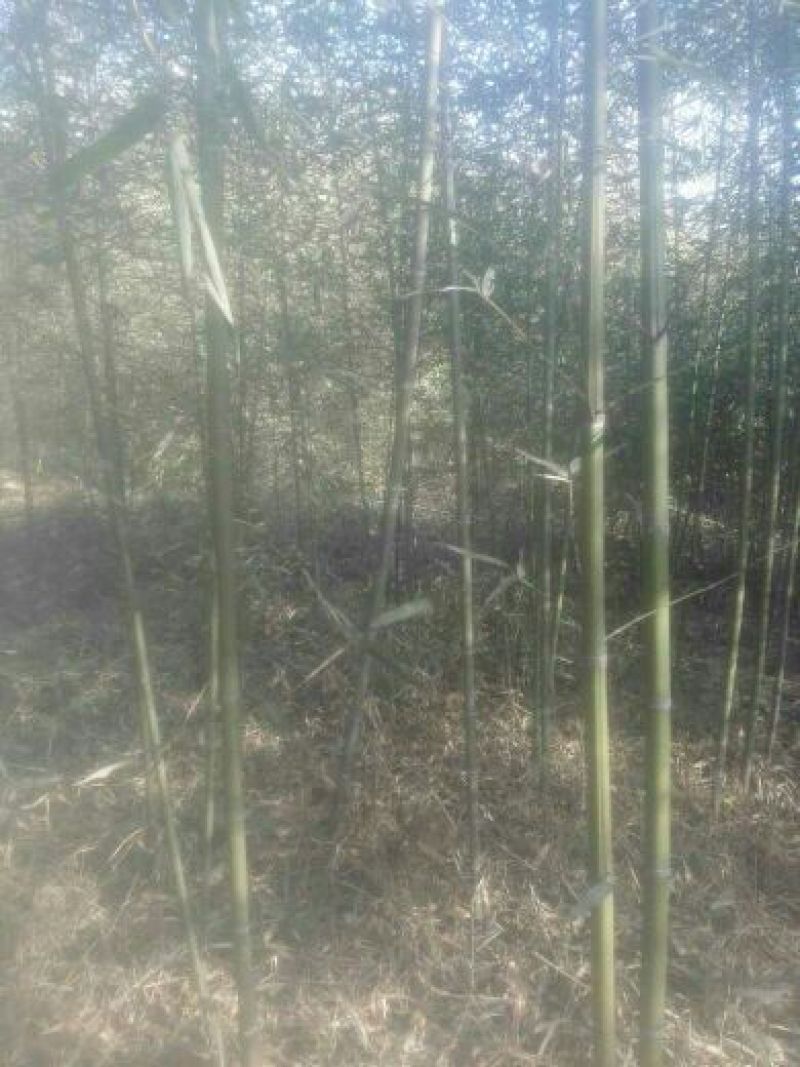 早园竹3~4m