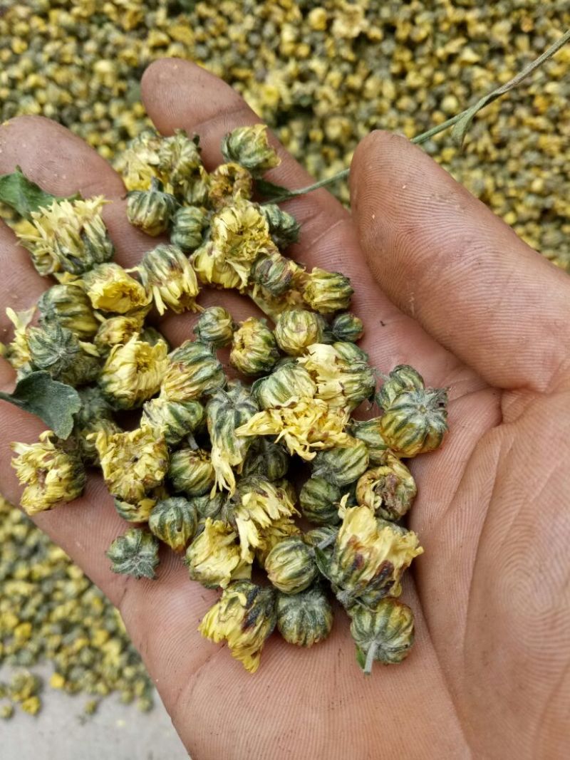 胎菊王袋装