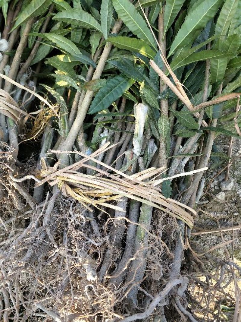 杨梅苗产地直供优质杨梅拐弯苗绿化苗，提供种植技术支持