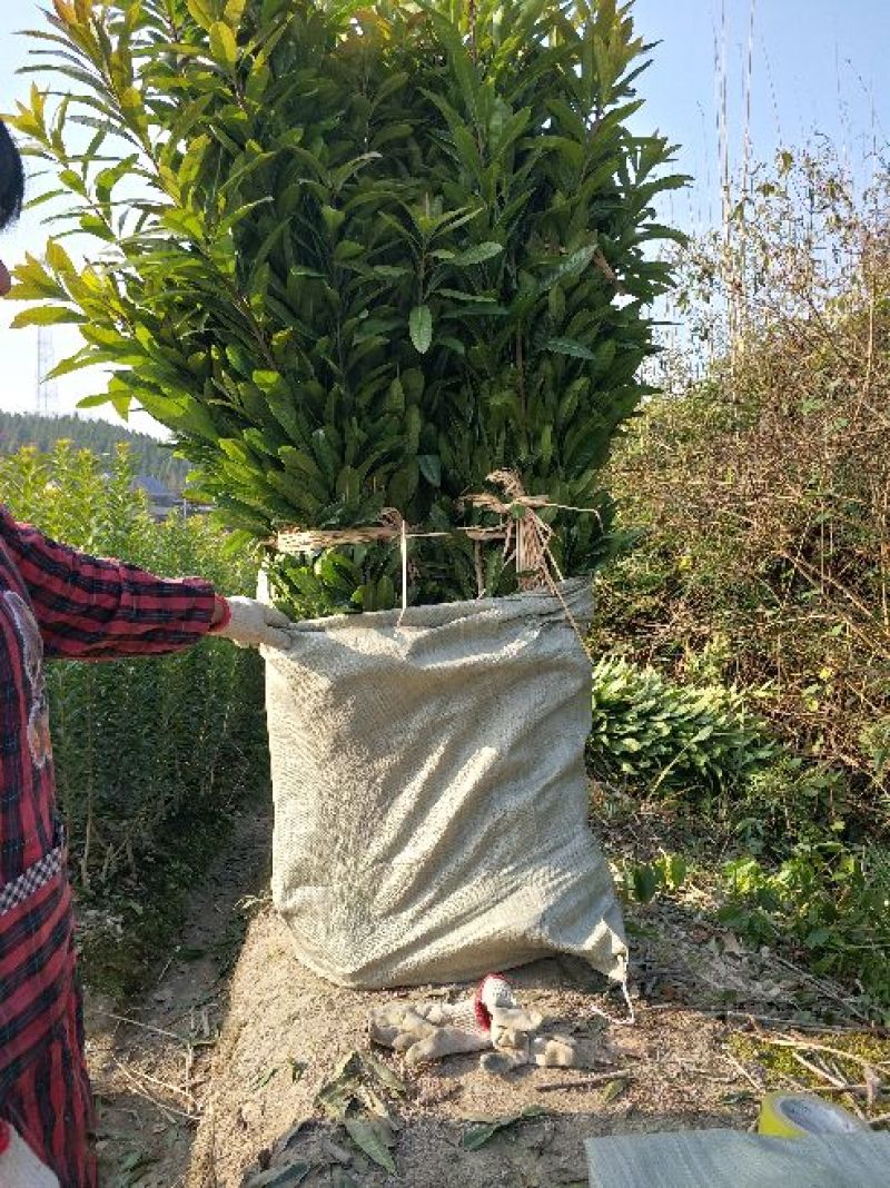 杨梅苗产地直供优质杨梅拐弯苗绿化苗，提供种植技术支持