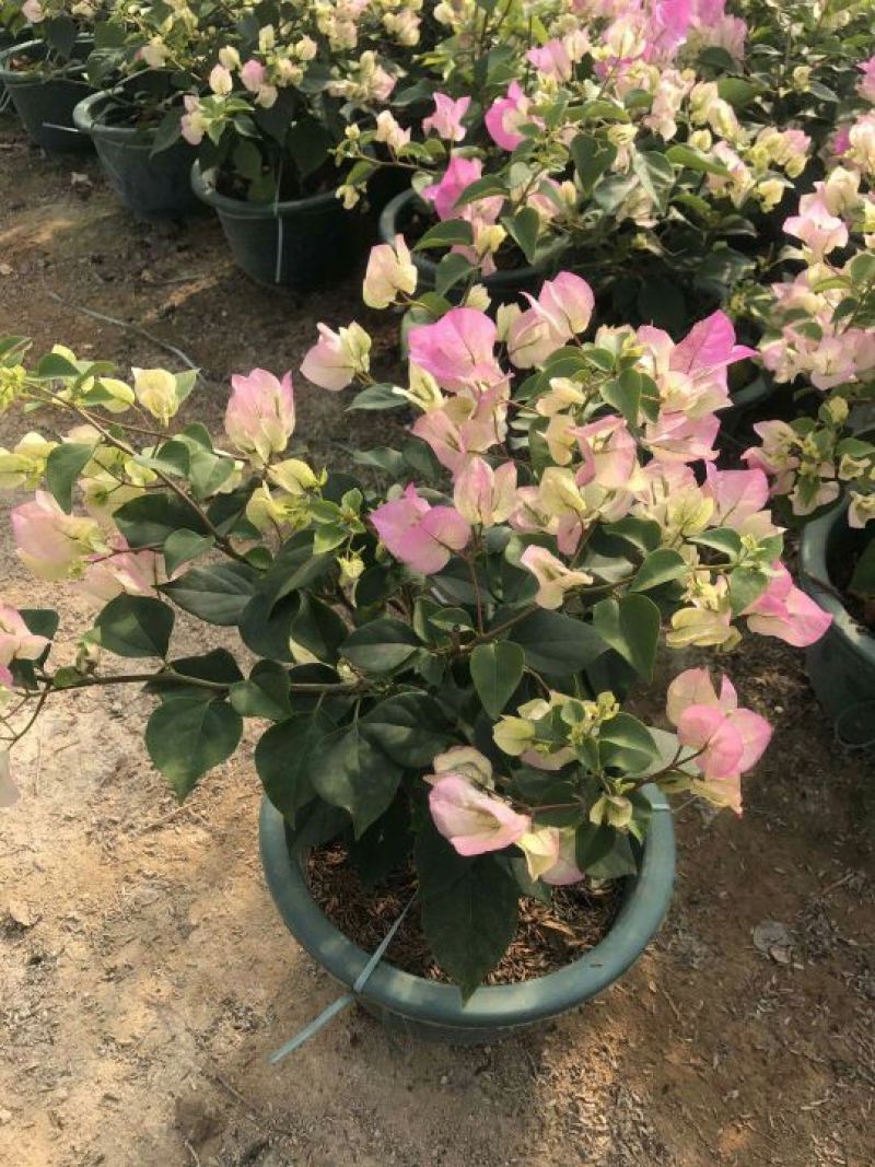三角梅30~50cm