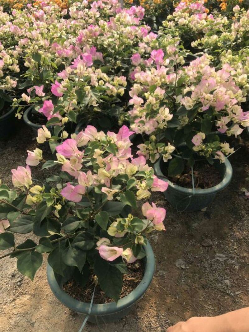 三角梅30~50cm