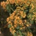 三角梅30~50cm