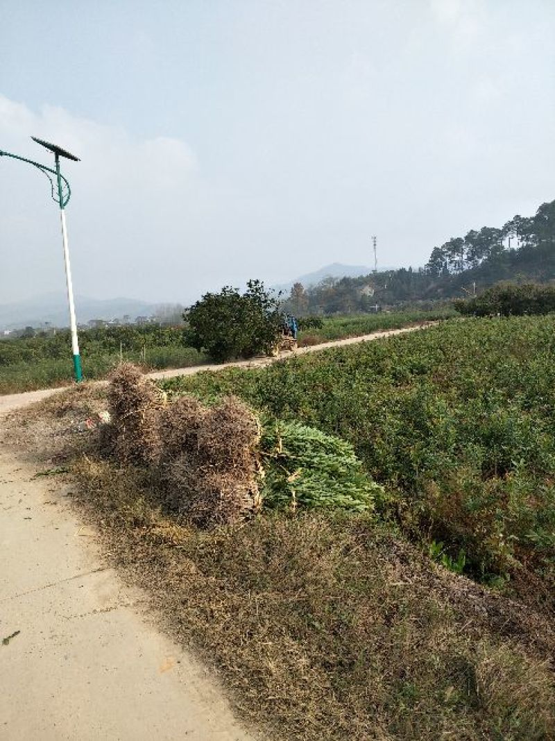 杨梅苗产地直供优质杨梅拐弯苗绿化苗，提供种植技术支持