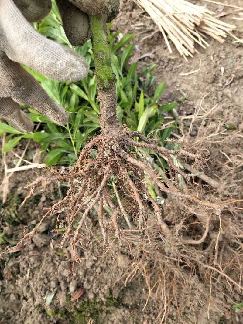 杨梅苗产地直供优质杨梅拐弯苗绿化苗，提供种植技术支持