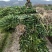 杨梅苗产地直供优质杨梅拐弯苗绿化苗，提供种植技术支持