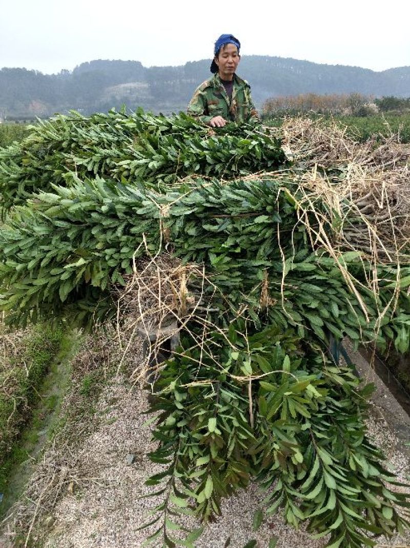 杨梅苗产地直供优质杨梅拐弯苗绿化苗，提供种植技术支持