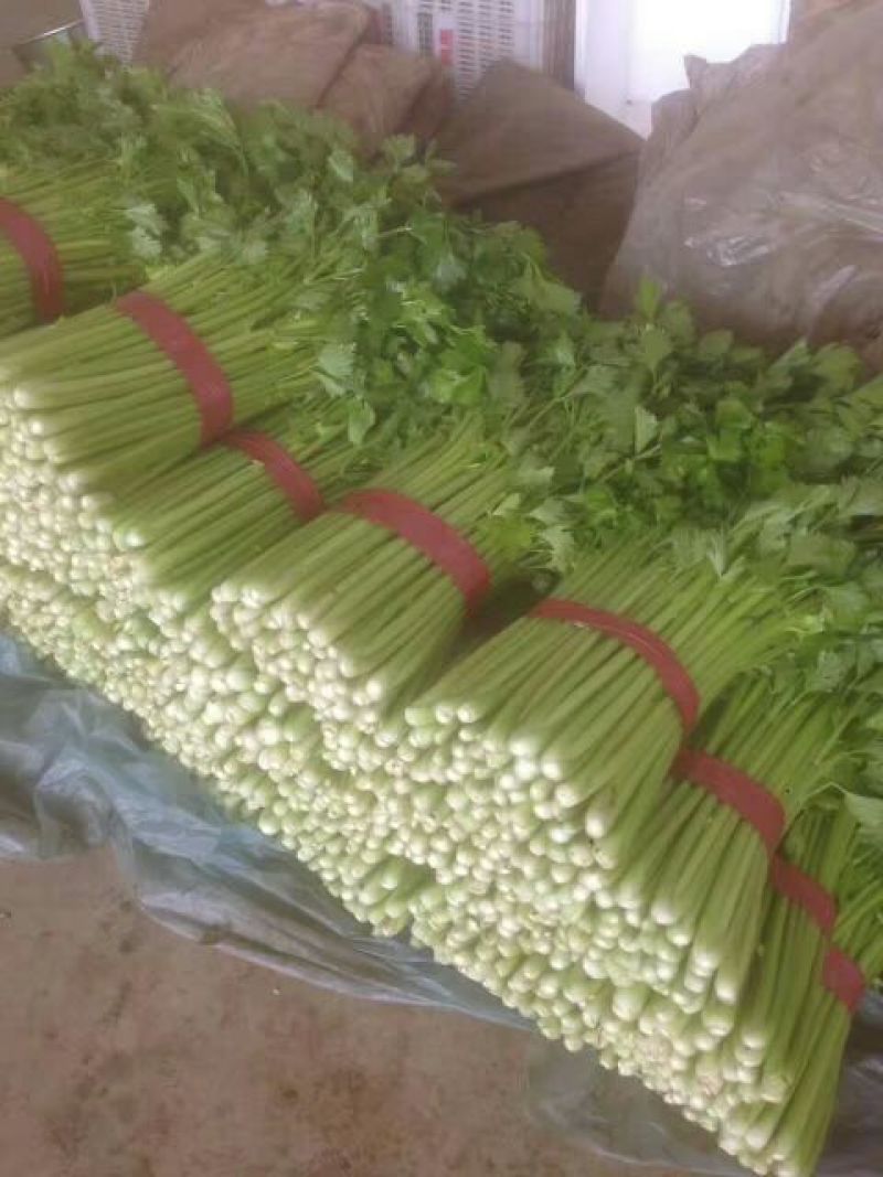 西芹60cm以上，大中小棵都有，提供水洗，常年有货，