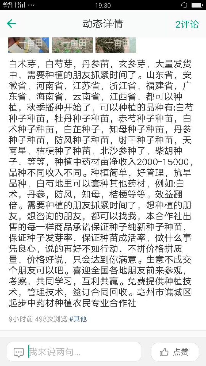 白术种苗10~20cm
