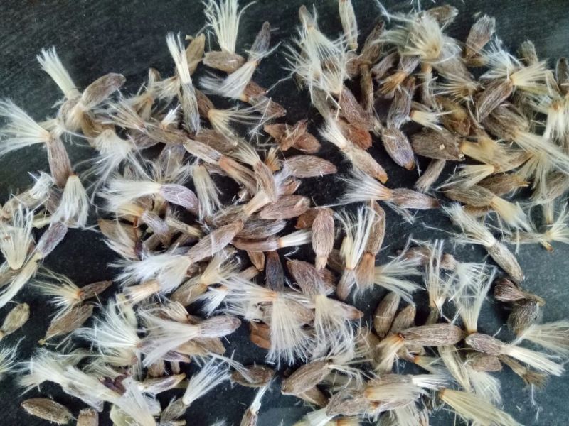 白术种苗10~20cm