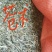白术种苗10~20cm