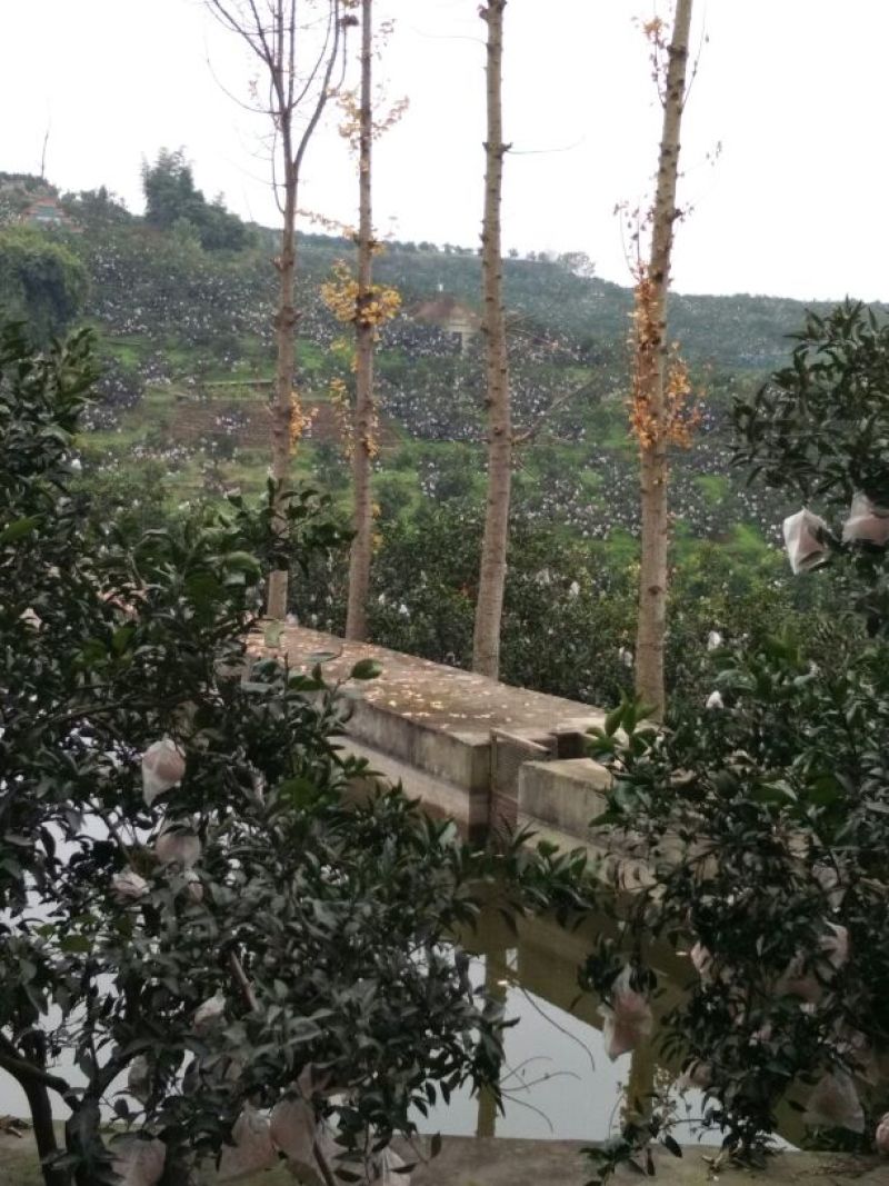 不知火柑桔7~7.5cm
