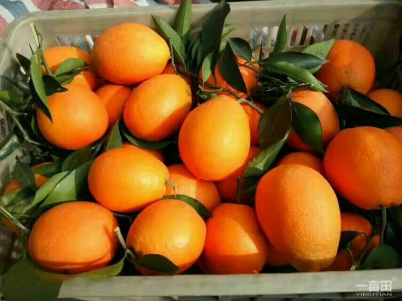 精品纽荷尔脐橙产地直发诚信经营保质保量欢迎咨询