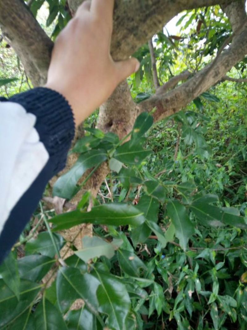 妃子笑荔枝苗50~80cm