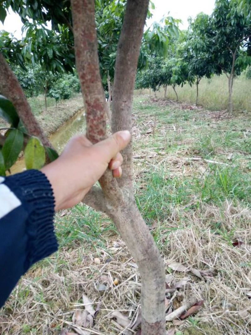 妃子笑荔枝苗50~80cm