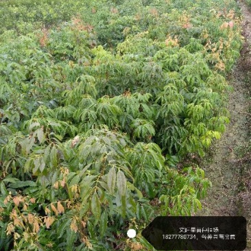 妃子笑荔枝苗50~80cm