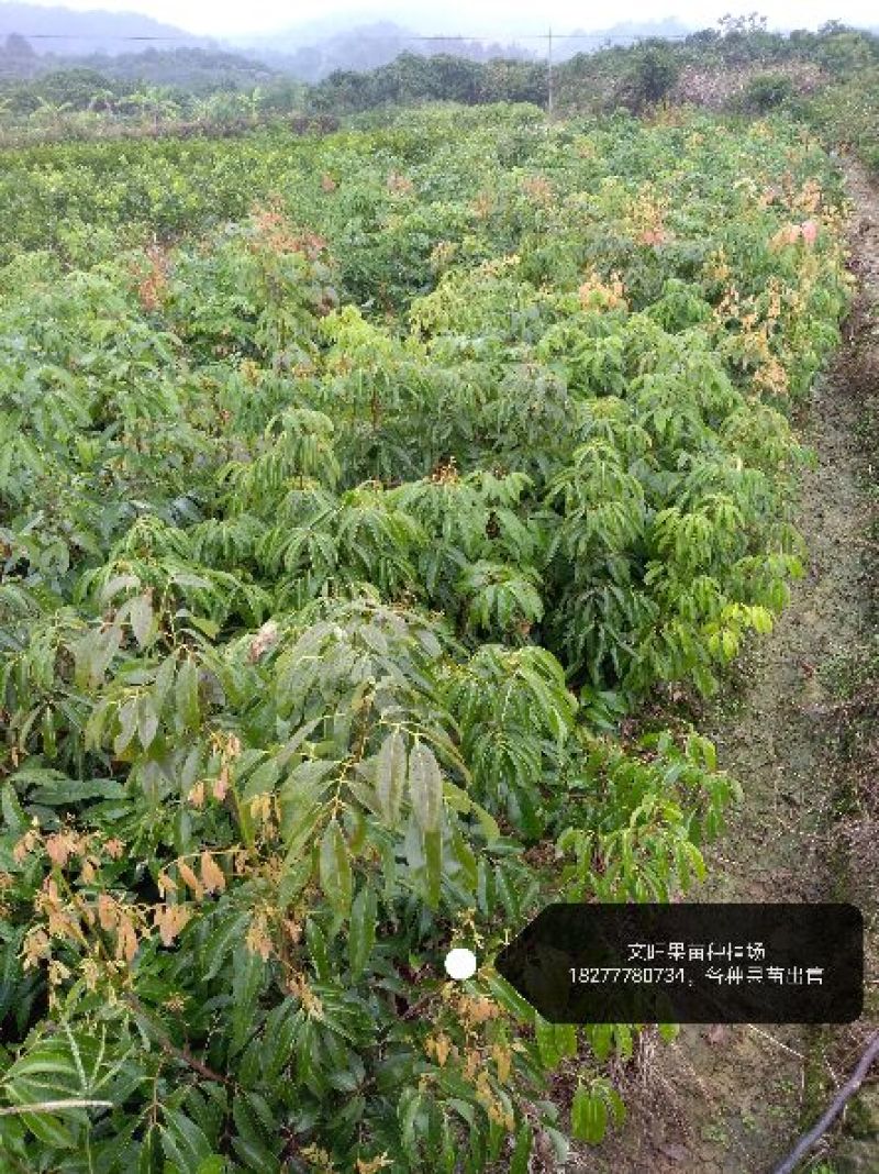 妃子笑荔枝苗50~80cm