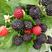 黑树莓苗10~30cm