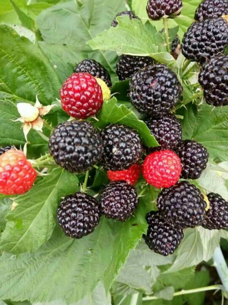 黑树莓苗10~30cm