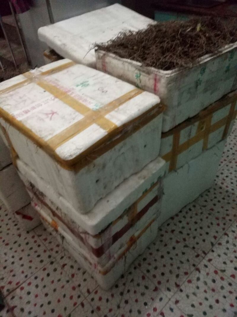 紫花三叉白芨块茎苗，基地供应芽头多产量高