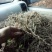 紫花三叉白芨块茎苗，基地供应芽头多产量高