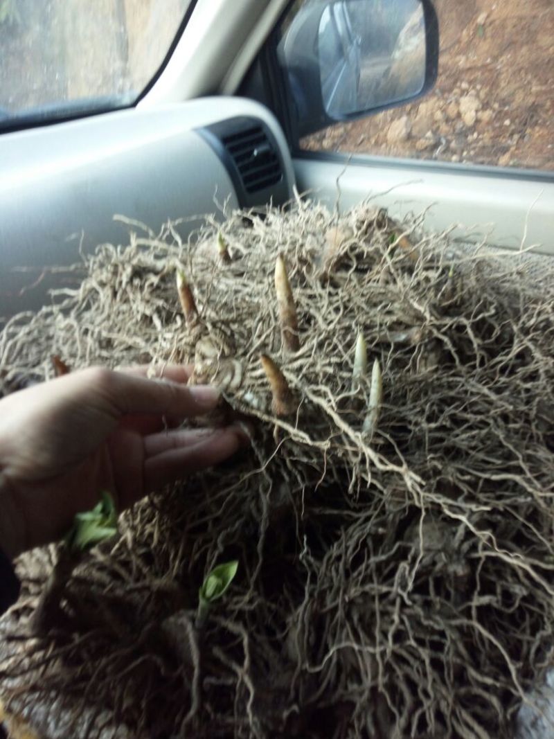 紫花三叉白芨块茎苗，基地供应芽头多产量高