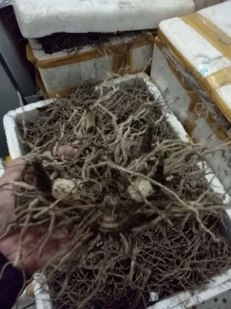 紫花三叉白芨块茎苗，基地供应芽头多产量高