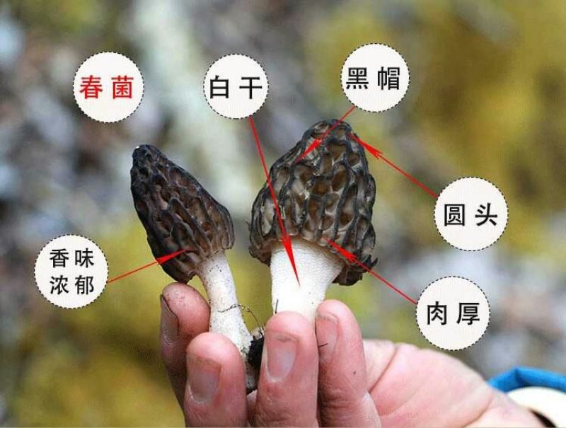 羊肚菌一级品