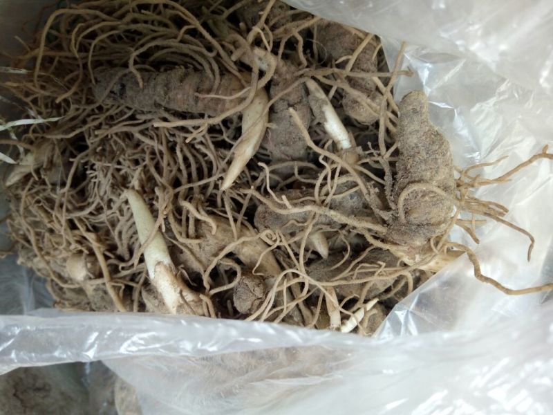重楼苗（七叶一枝花）一年苗，苗好成活率高