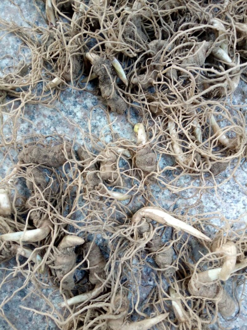 重楼苗（七叶一枝花）一年苗，苗好成活率高