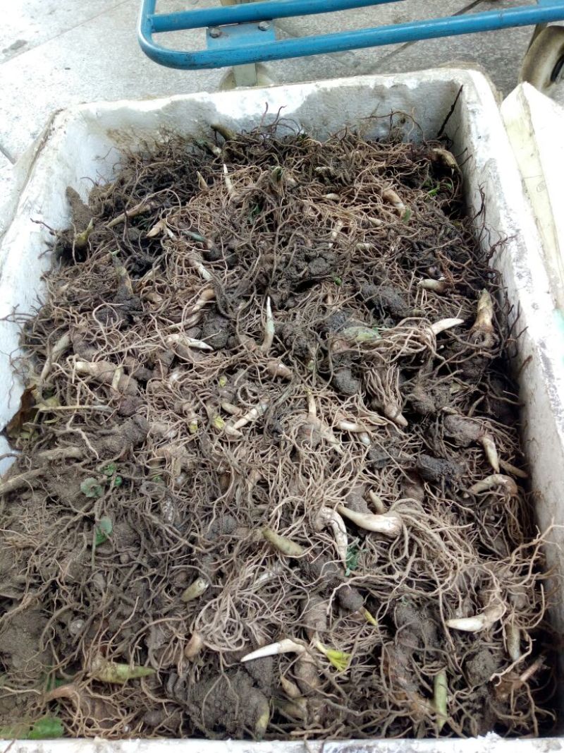 重楼苗（七叶一枝花）一年苗，苗好成活率高