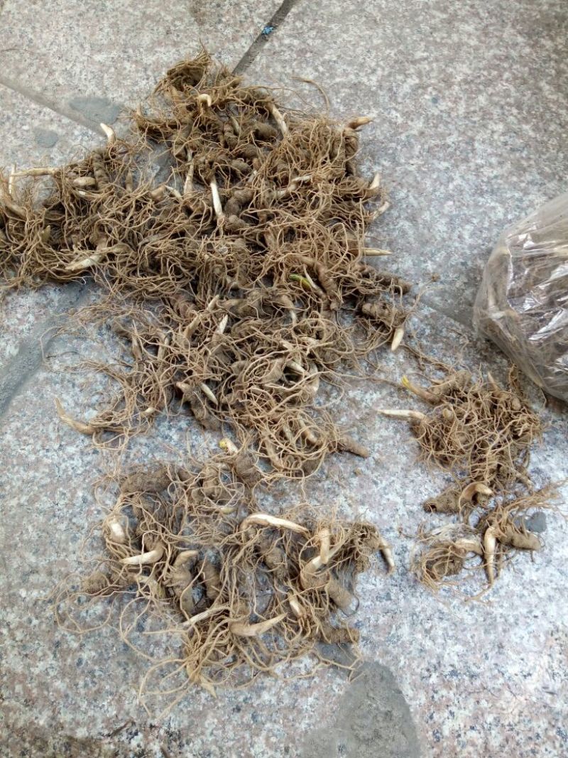 重楼苗（七叶一枝花）一年苗，苗好成活率高