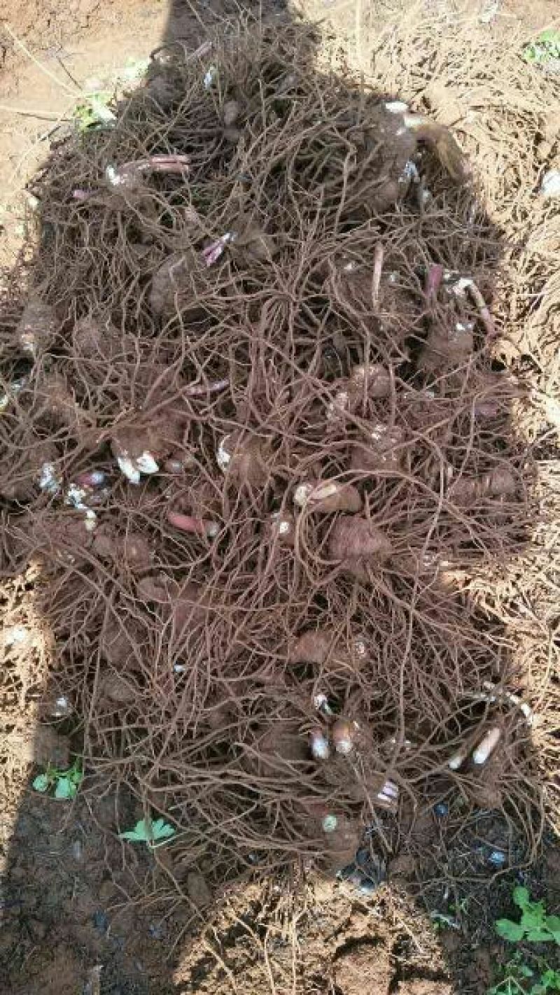 重楼苗（七叶一枝花）一年苗，苗好成活率高