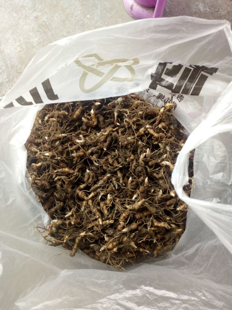 重楼苗（七叶一枝花）一年苗，苗好成活率高