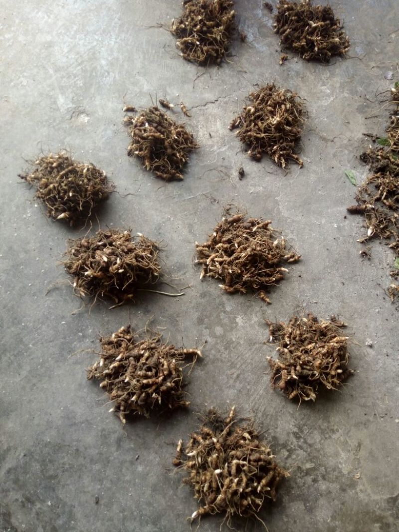 重楼苗（七叶一枝花）一年苗，苗好成活率高