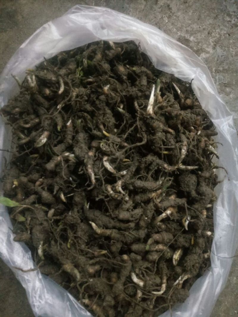 重楼苗（七叶一枝花）一年苗，苗好成活率高