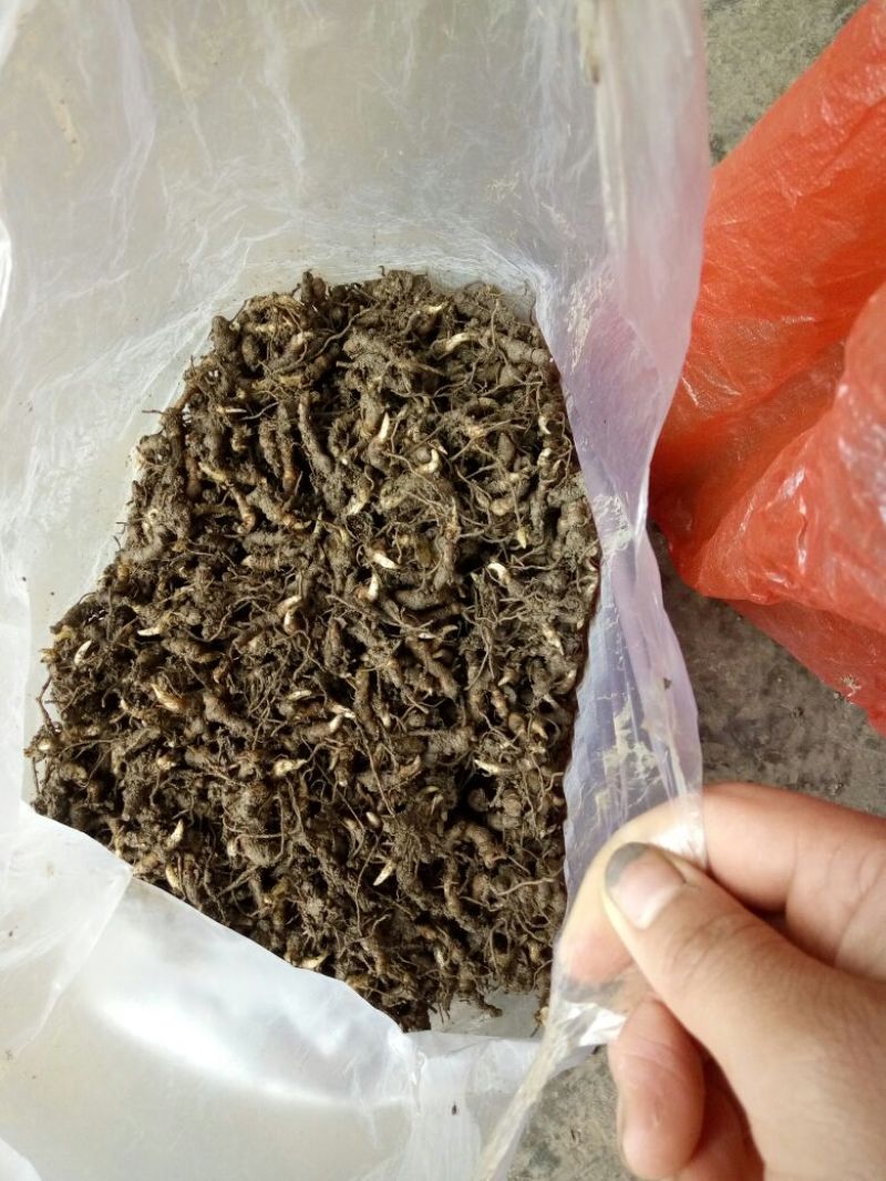 重楼苗（七叶一枝花）一年苗，苗好成活率高