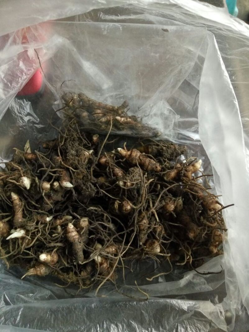 重楼苗（七叶一枝花）一年苗，苗好成活率高