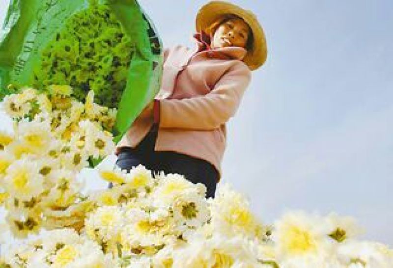 怀菊花散装